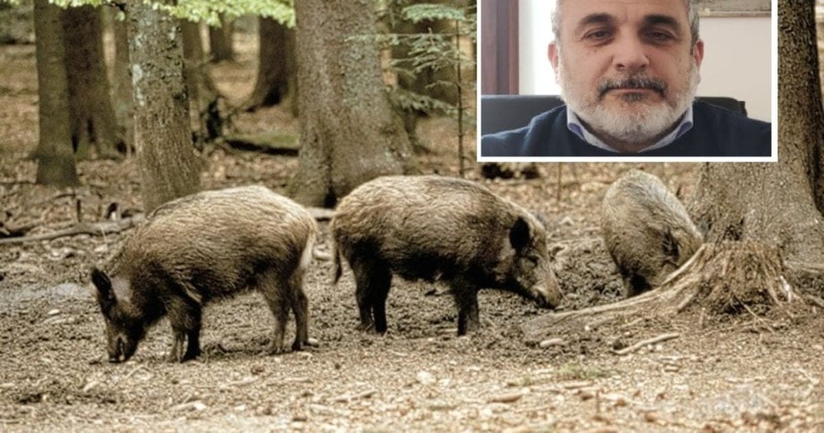 Peste suina alle porte di Pisa: Altopascio in "Zona I", Castelfranco si mobilita