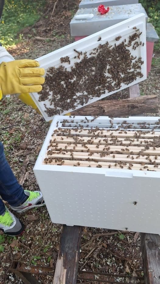 Servizio recupero sciami di api