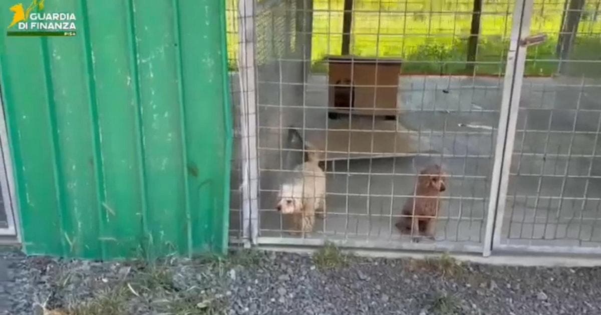 Blitz nell'allevamento abusivo: salvati cento barboncini