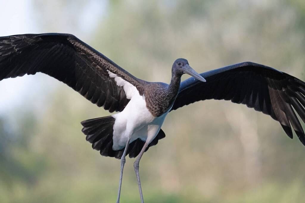 Le rare cicogne nere tornano al Lago di Sibolla
