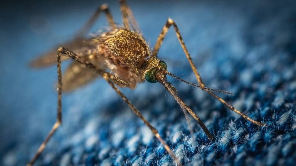 Orentano: allarme Dengue, disinfestazione straordinaria al via