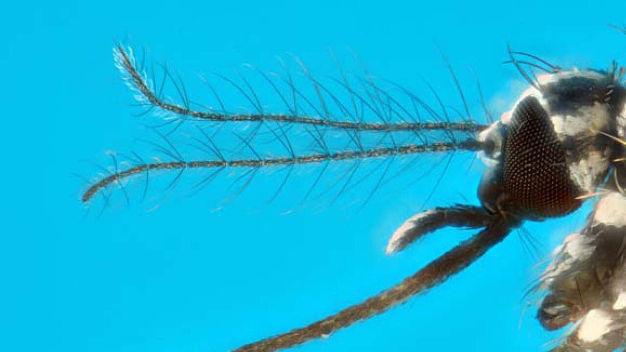 Ancora febbre Dengue in Toscana, paziente ricoverato a Pisa