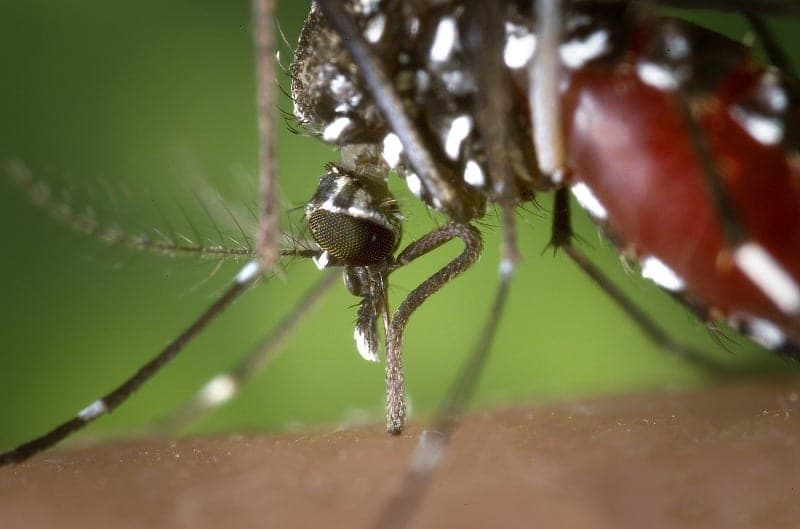 Dengue: Baldini chiede ai comuni del Padule di Bientina di attivarsi