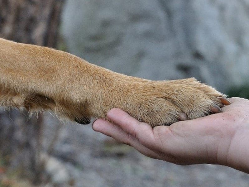 Castelfranco di Sotto: Ordinanza estiva a tutela degli animali domestici
