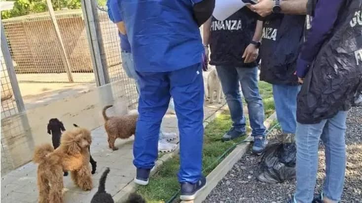 Barboncini sotto sequestro, arriva il verdetto del Riesame: “Restituzione immediata all’allevamento”