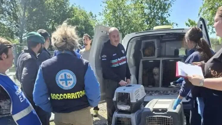Enpa contro il dissequestro dei barboncini: “Ignorate le relazioni veterinarie”
