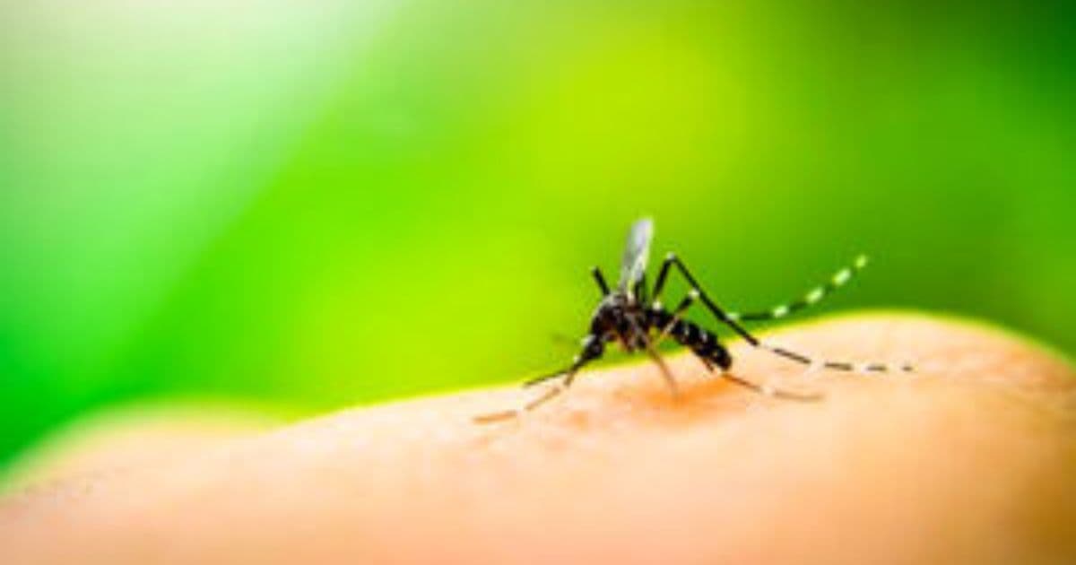 Zanzare: prevenzione e consigli utili per l'estate